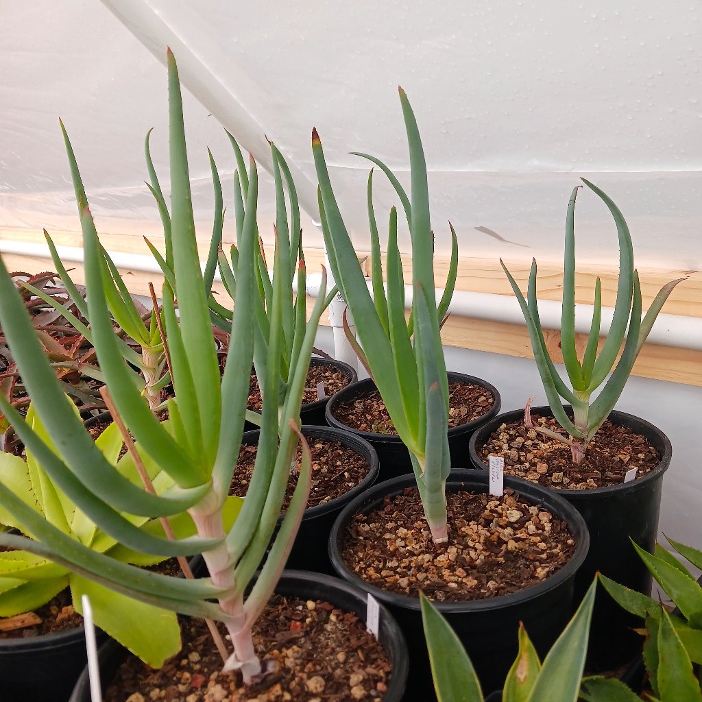 young Aloe speciosa in 1 ga nursery pots