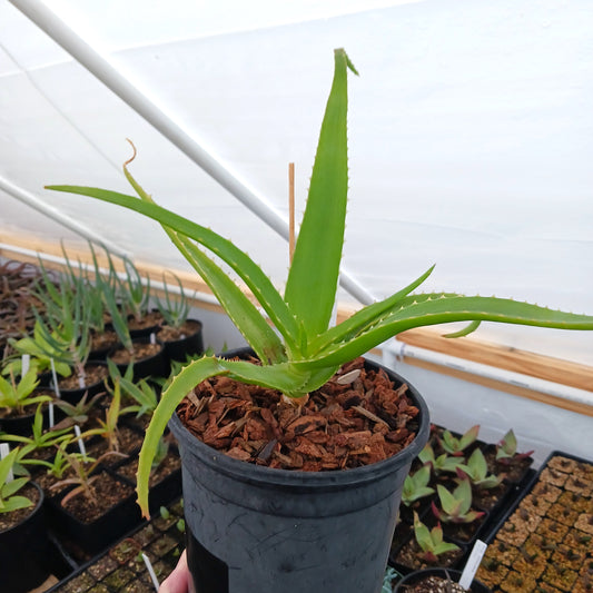 Aloe helenae - 1ga