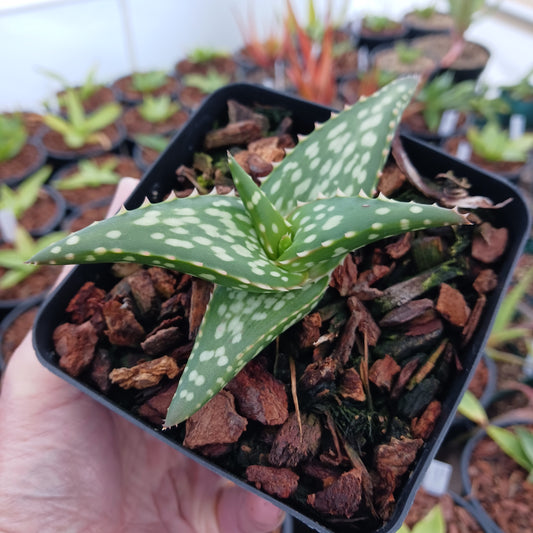Aloe vanbalenii open cross - 4in