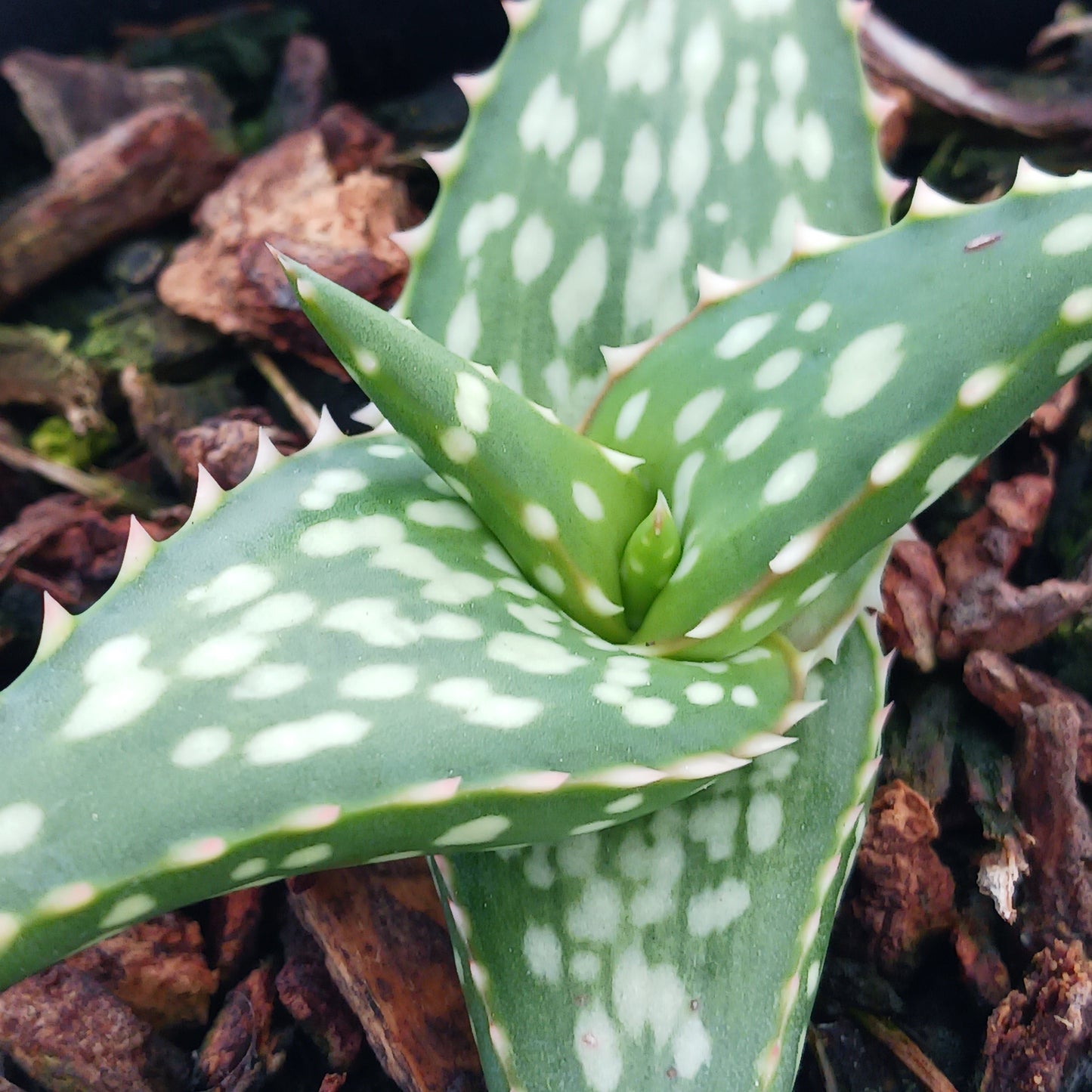 Aloe vanbalenii open cross - 4in