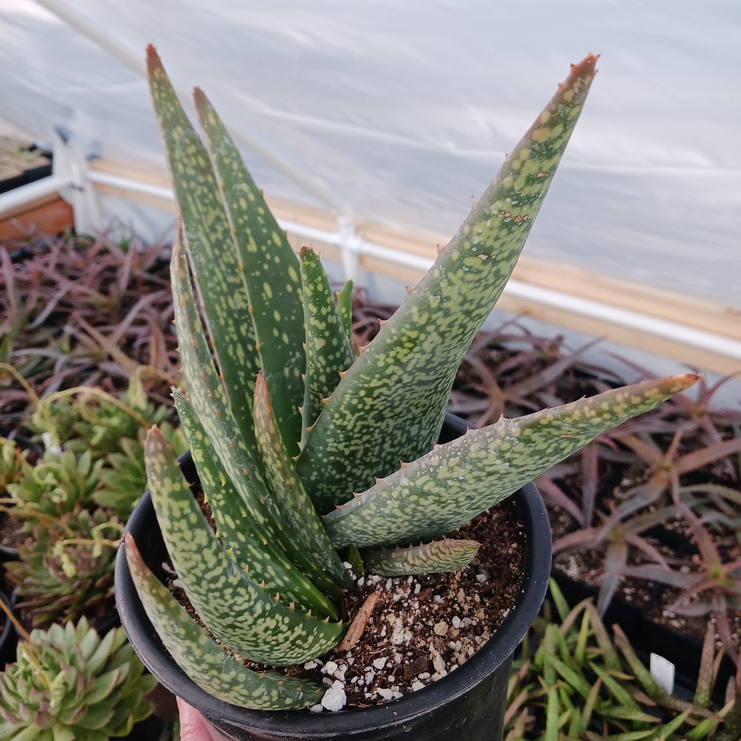 Aloe tomentosa - 1ga