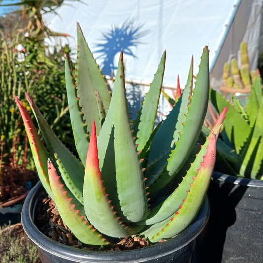 Aloe arborescens x ferox ‘Tangerine’ - 5ga