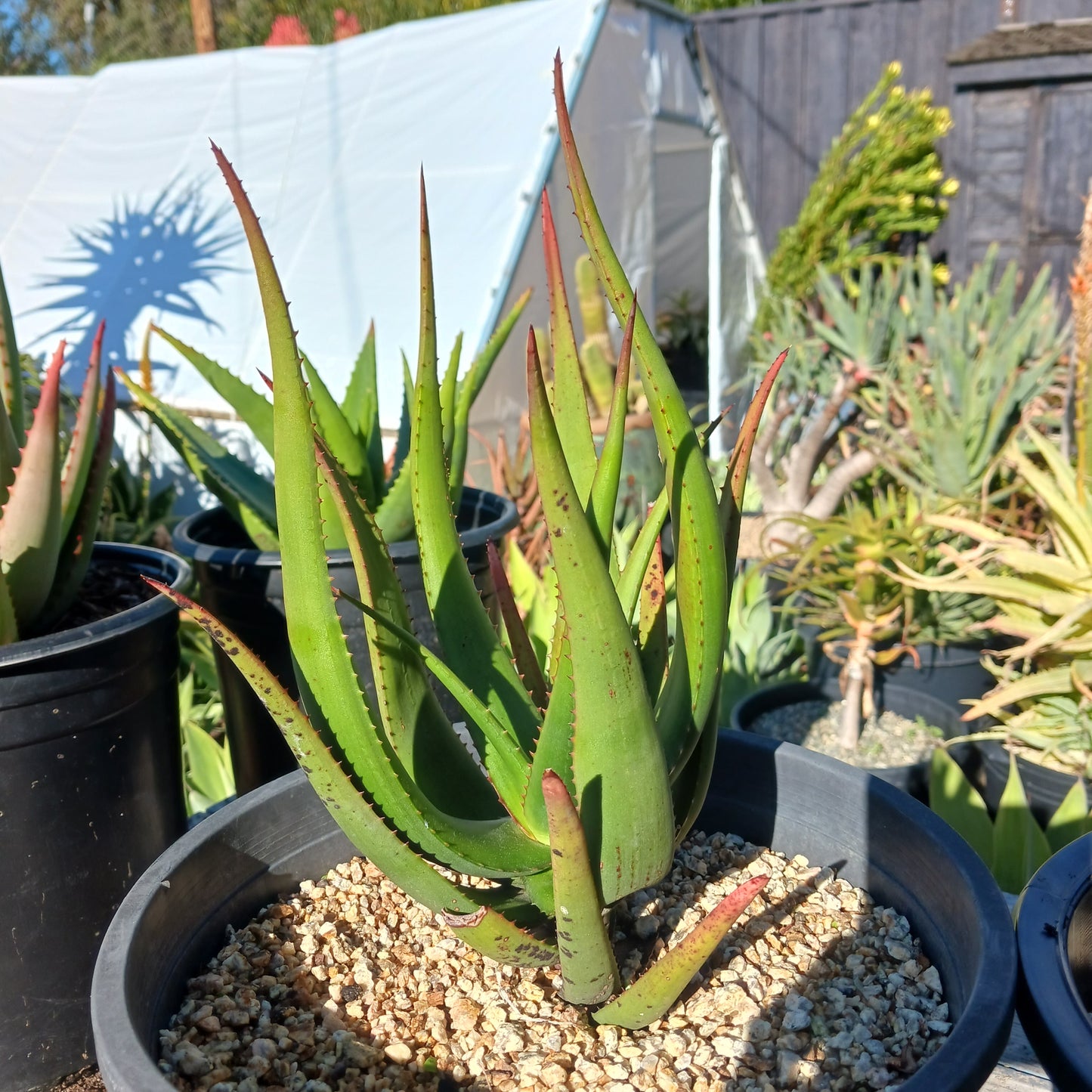 Aloe cryptopoda - 5ga