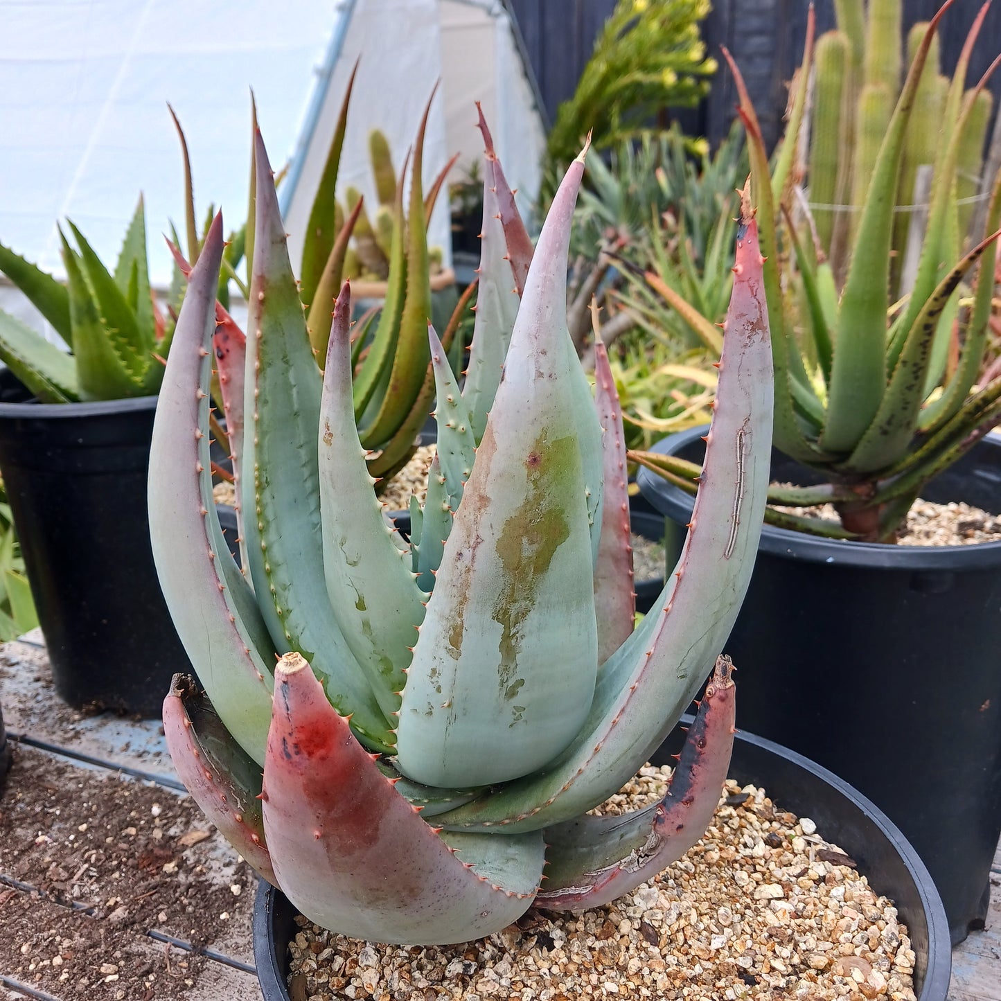 Aloe gerstneri - 3ga