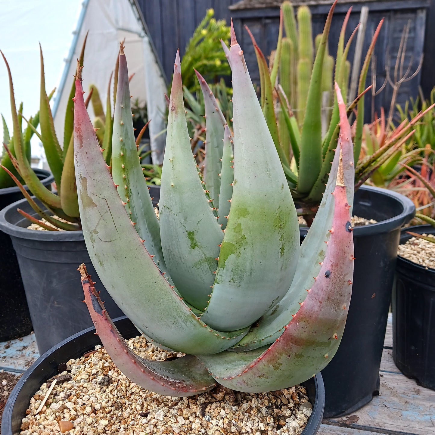 Aloe gerstneri - 3ga