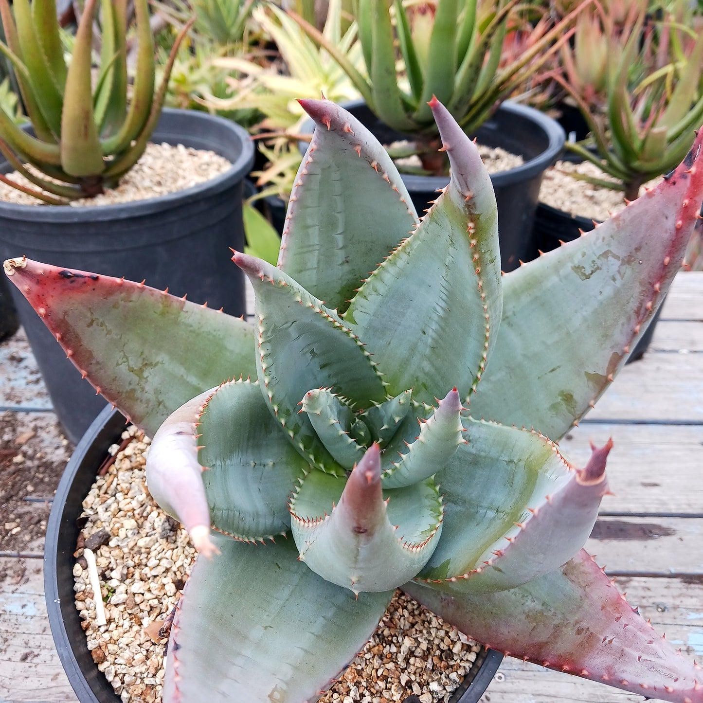 Aloe gerstneri - 3ga