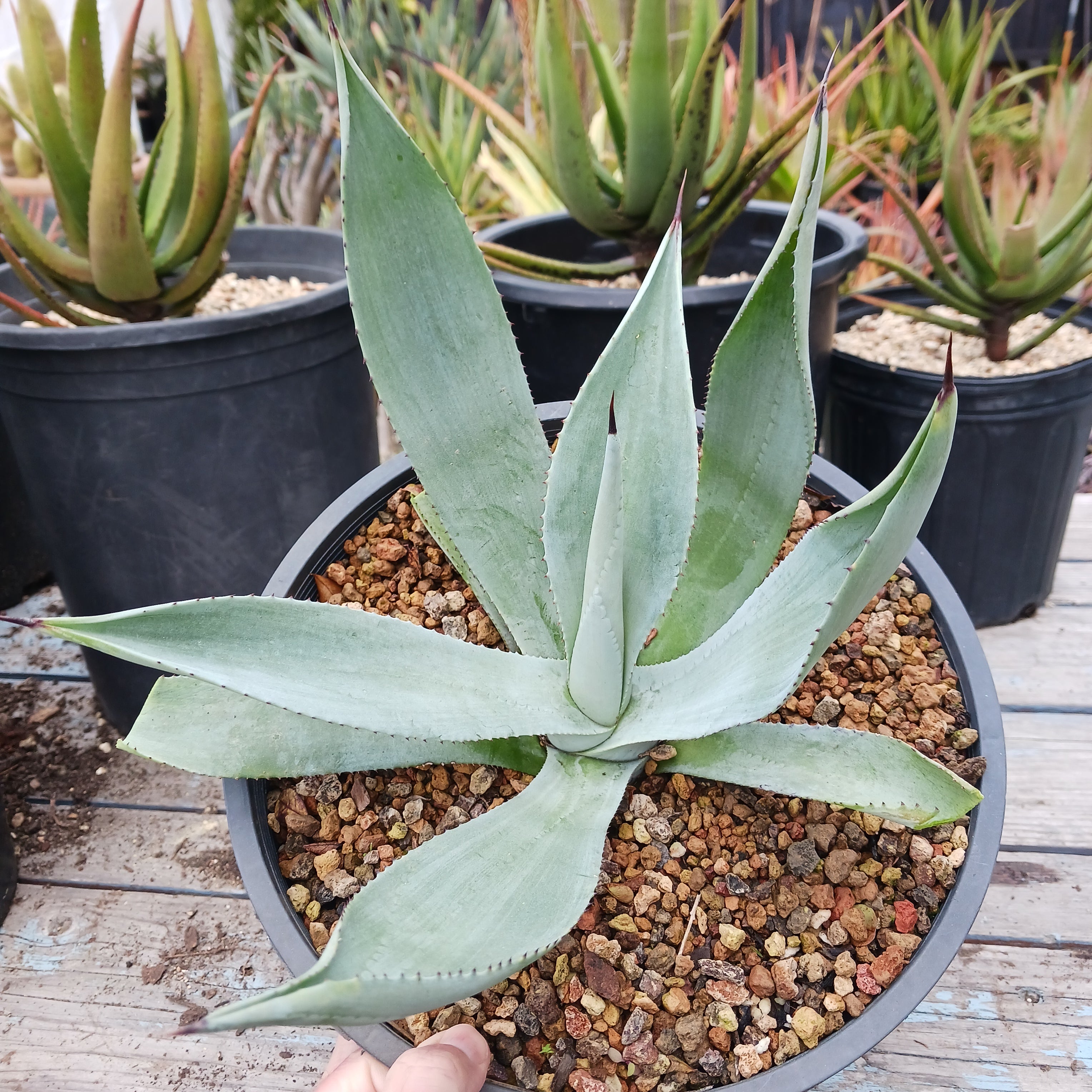 Agaves – dryoasisplants