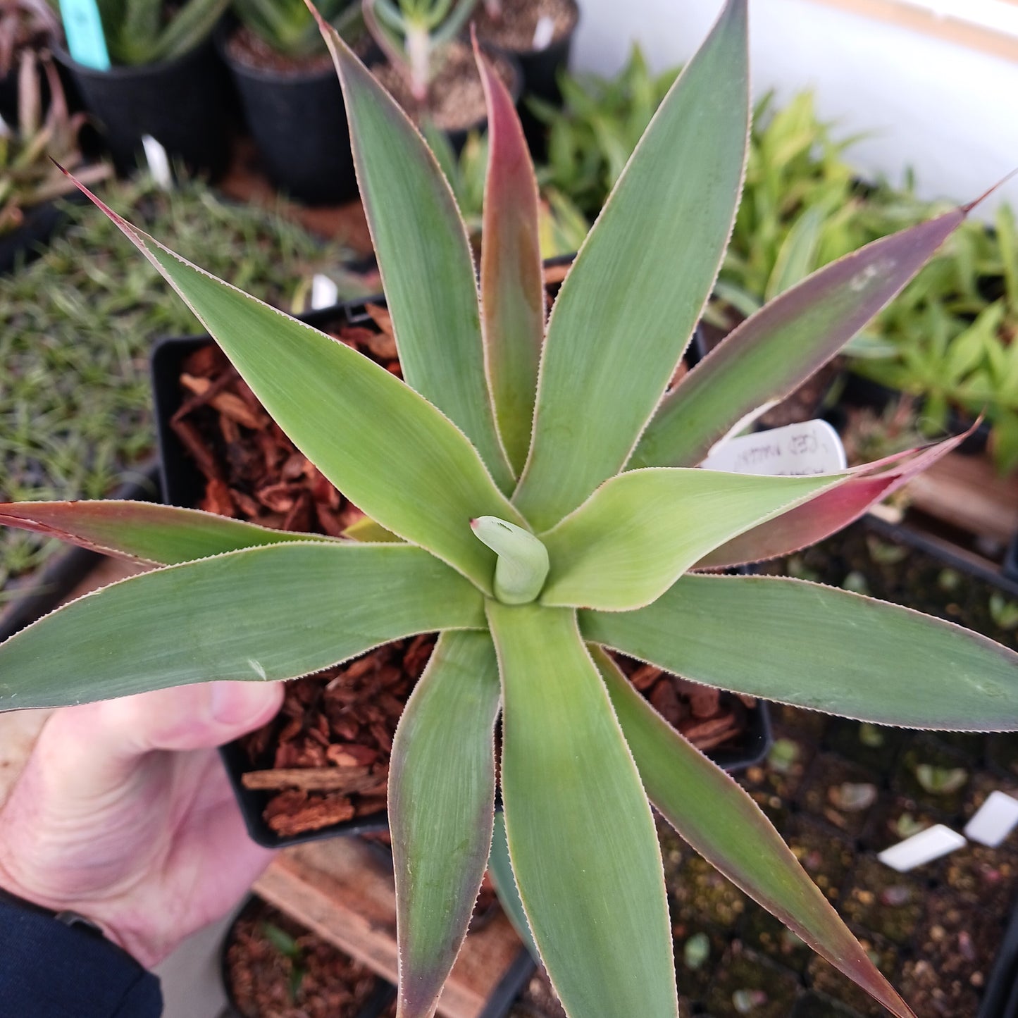 Agave "Red Margin" - 6in