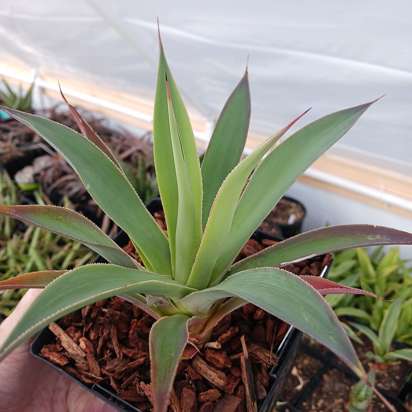 Agave "Red Margin" - 6in