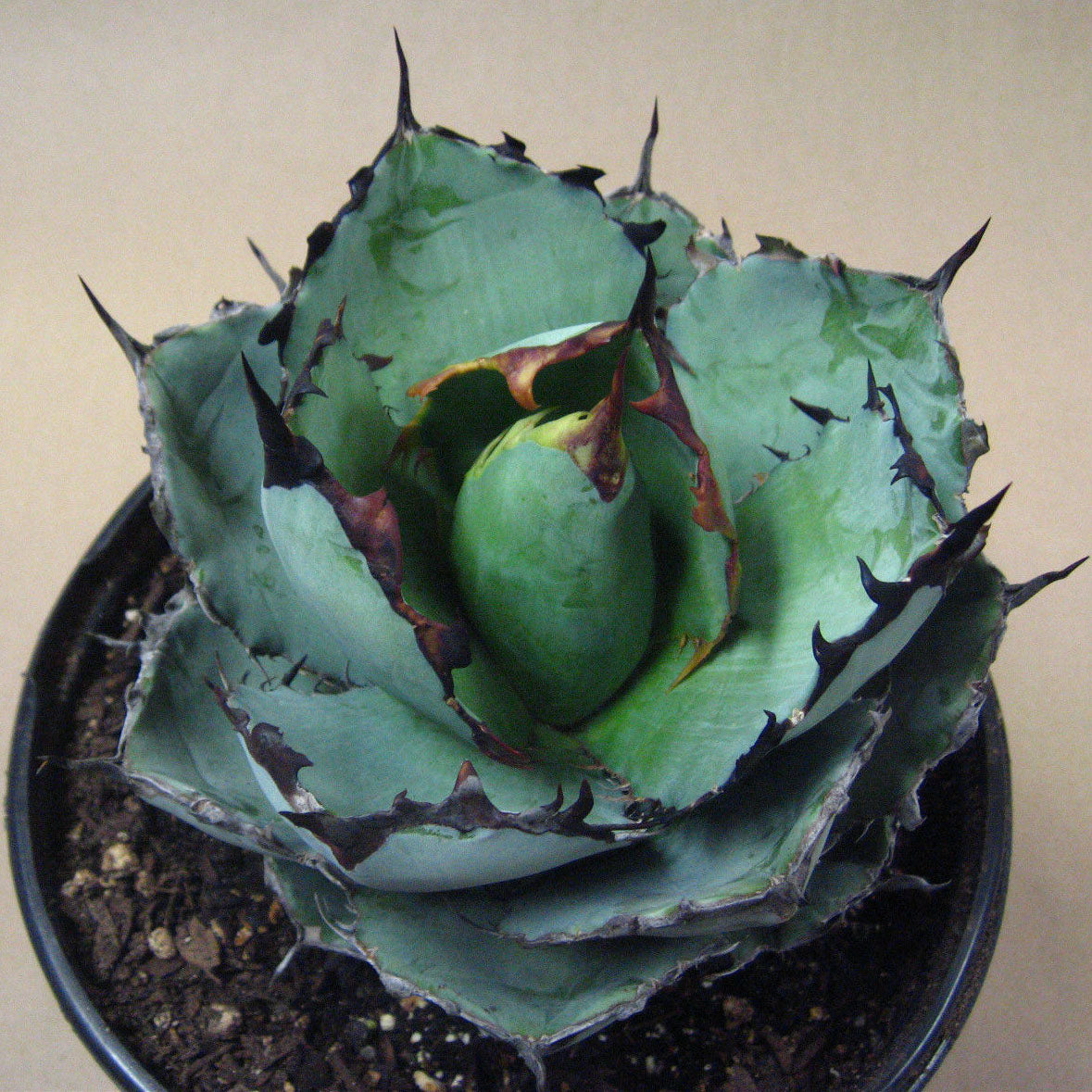 Agave titanota "Black and Blue"