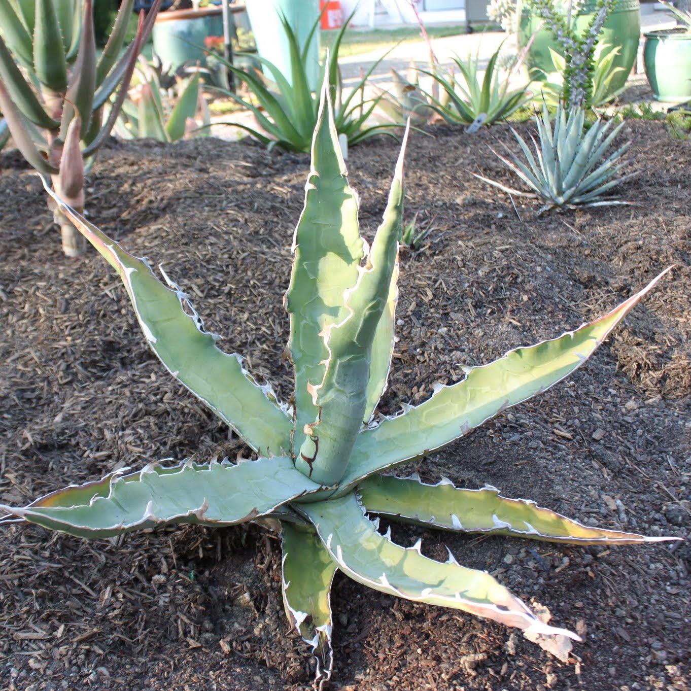 Agave xylonacantha - 4in