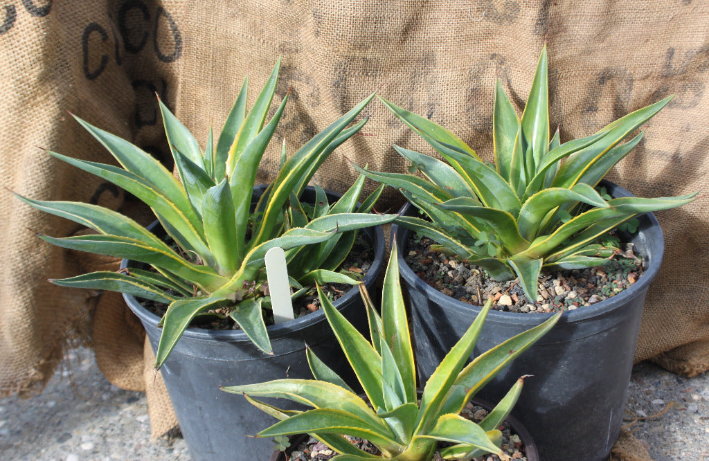 agave desmetianna