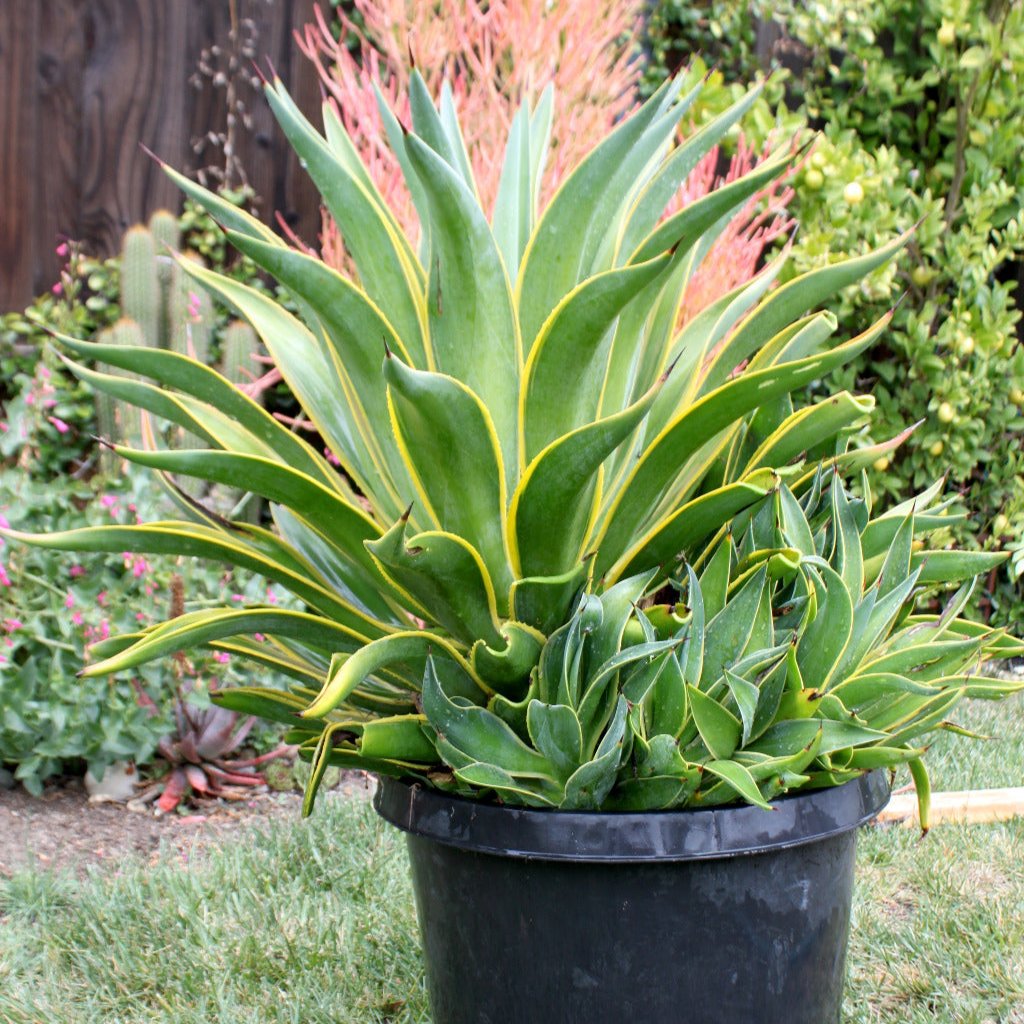 agave desmetianna