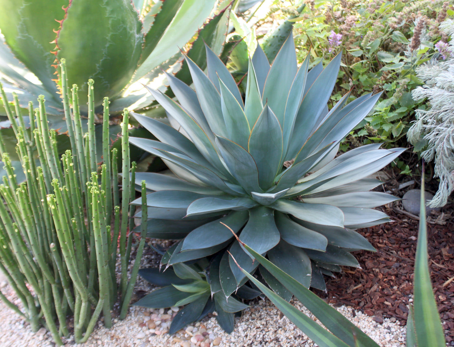 Agave "Red Margin" - 6in