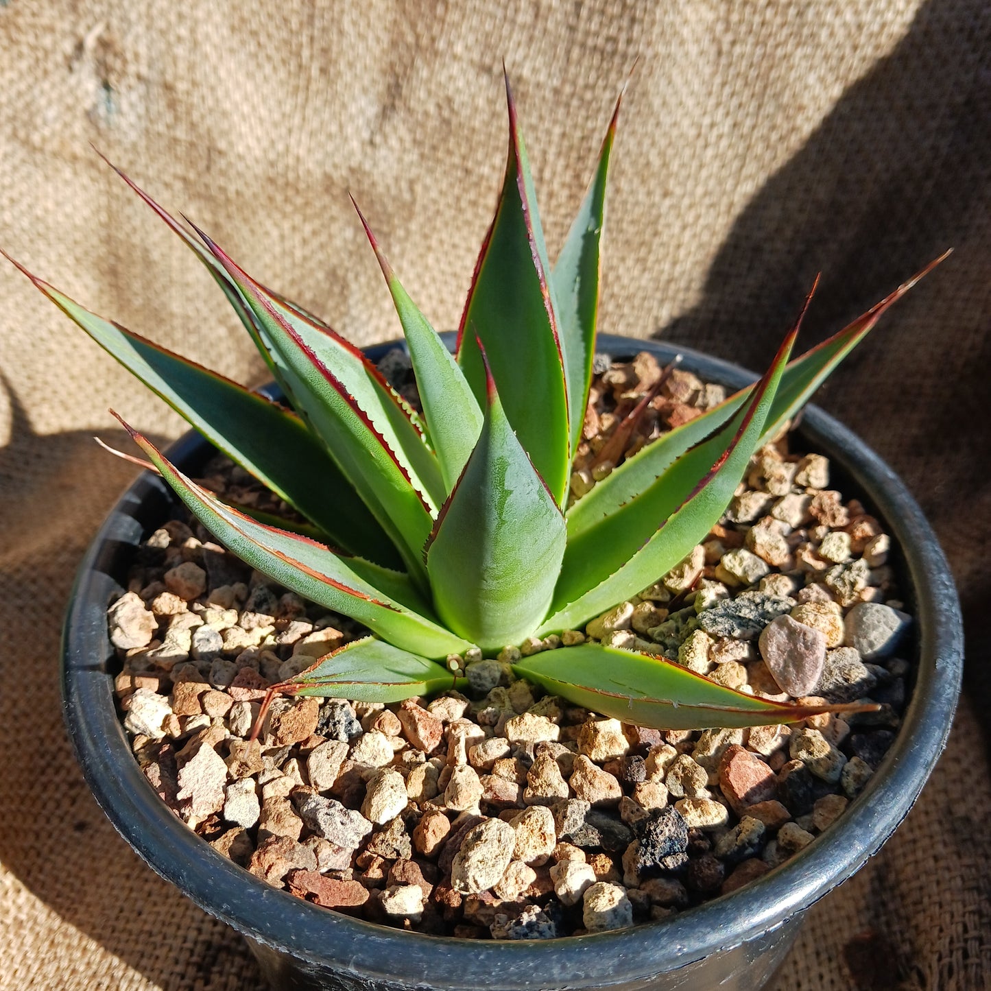 Agave Blue Glow in 1ga nursery pot