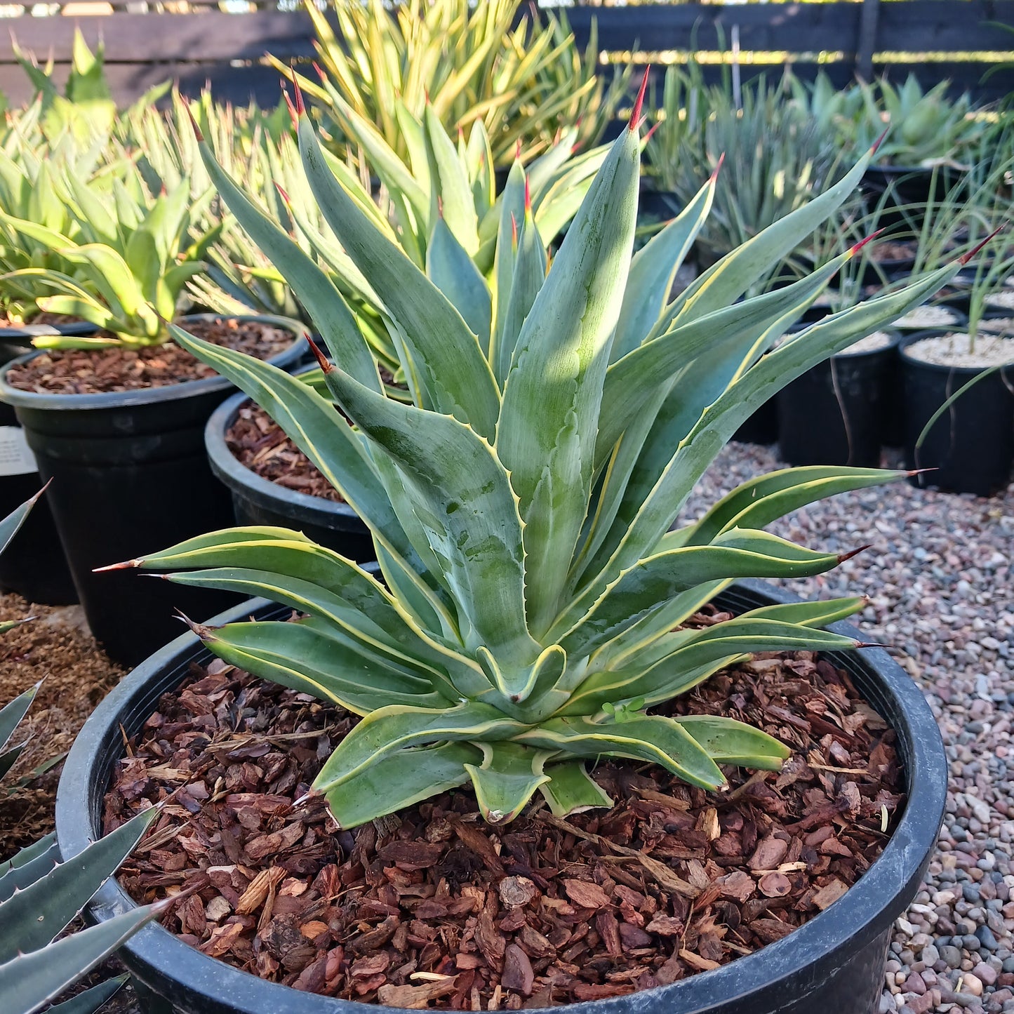 Agave desmettiana variegated - 6in