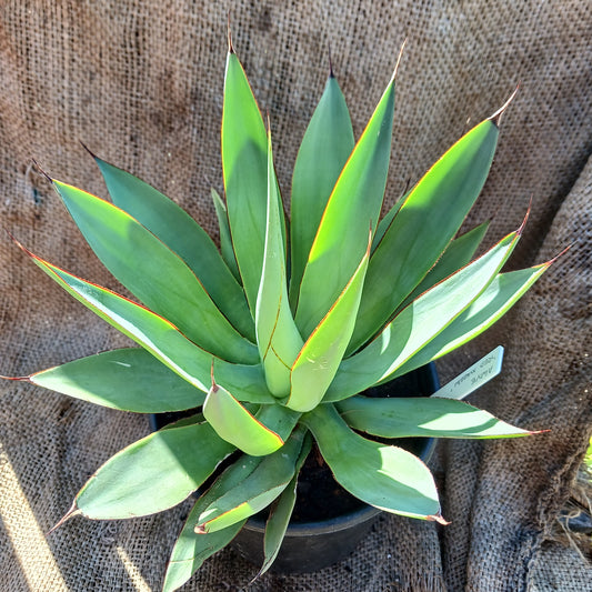 Agave "Red Margin" - 1ga