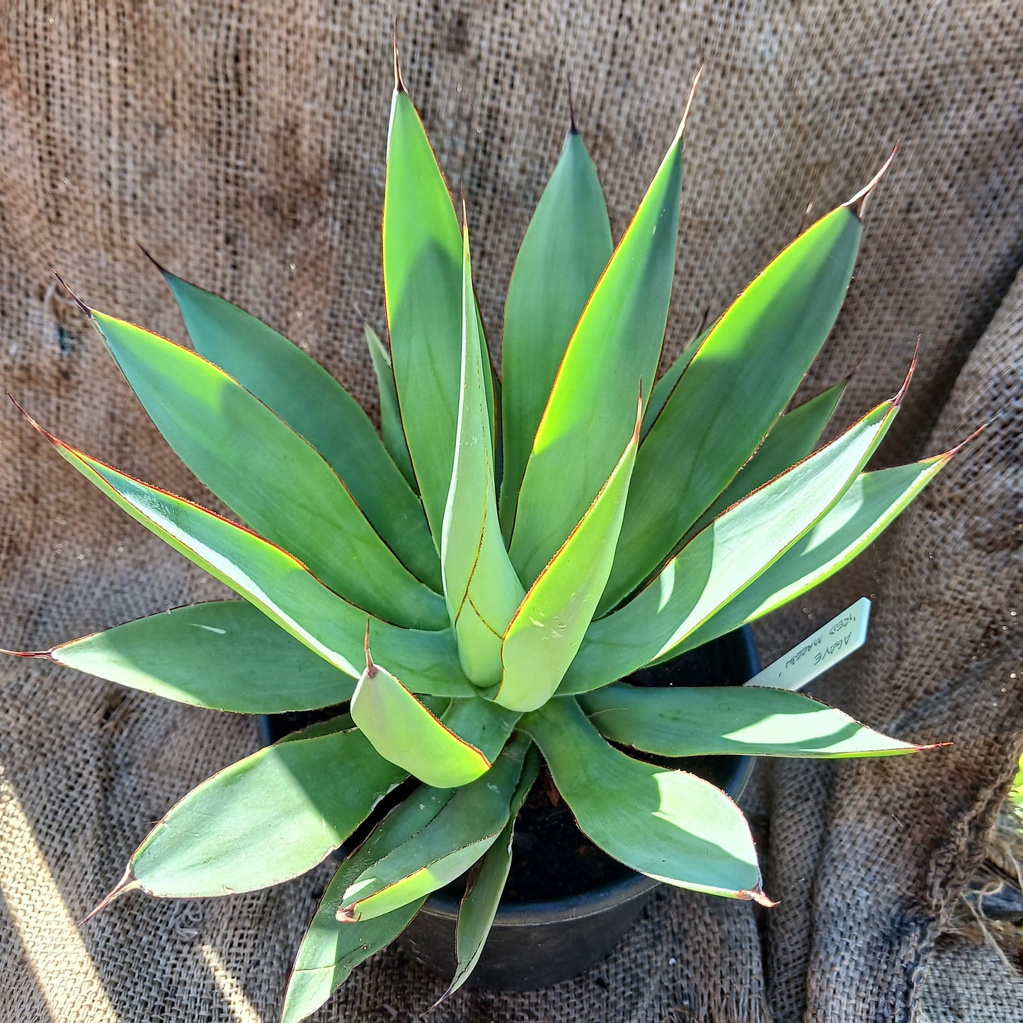 Agave "Red Margin" - 6in