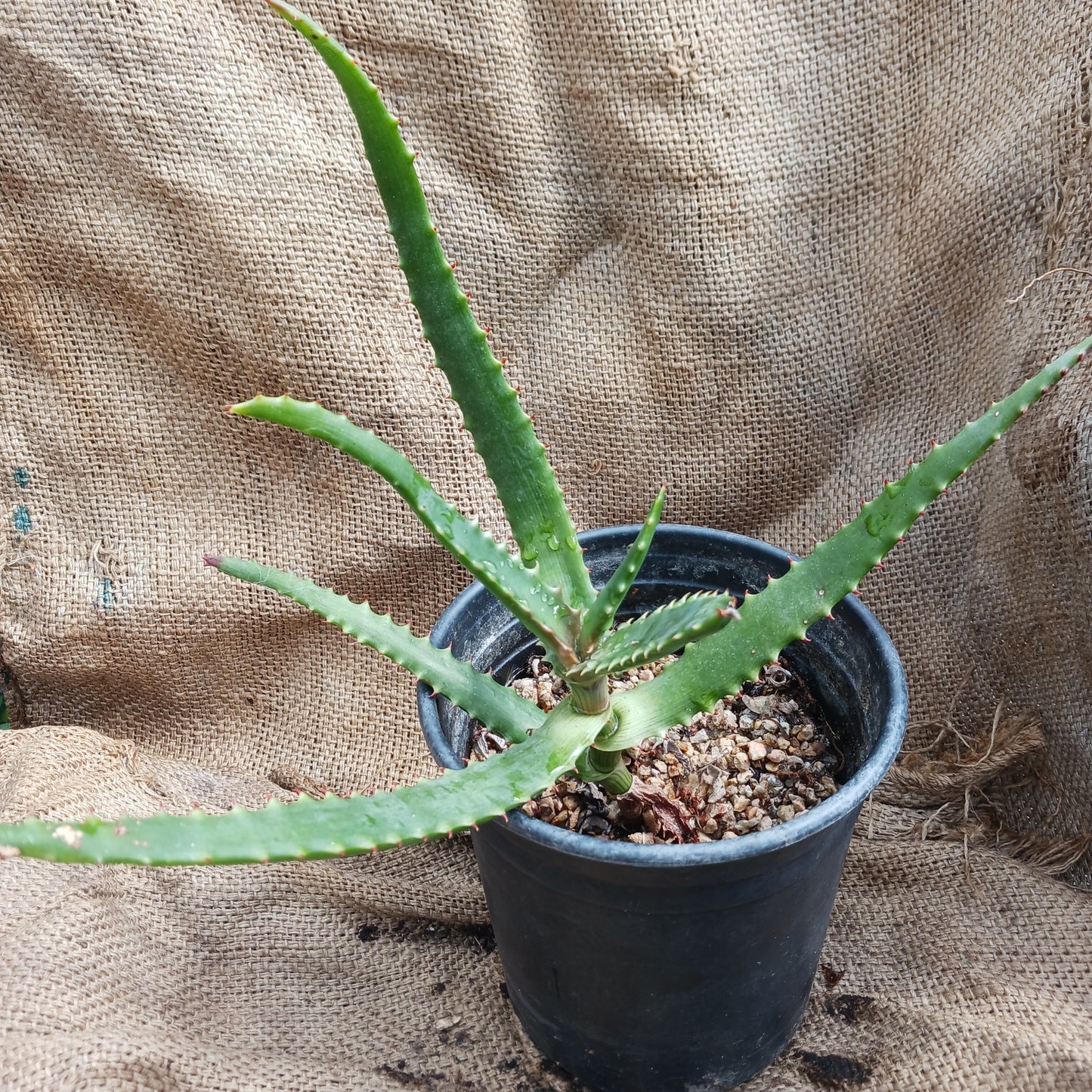 Aloe africana in 1ga nursery pot