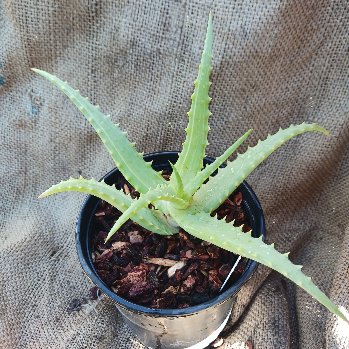 Aloe arborescens 'Variegata' - 1ga