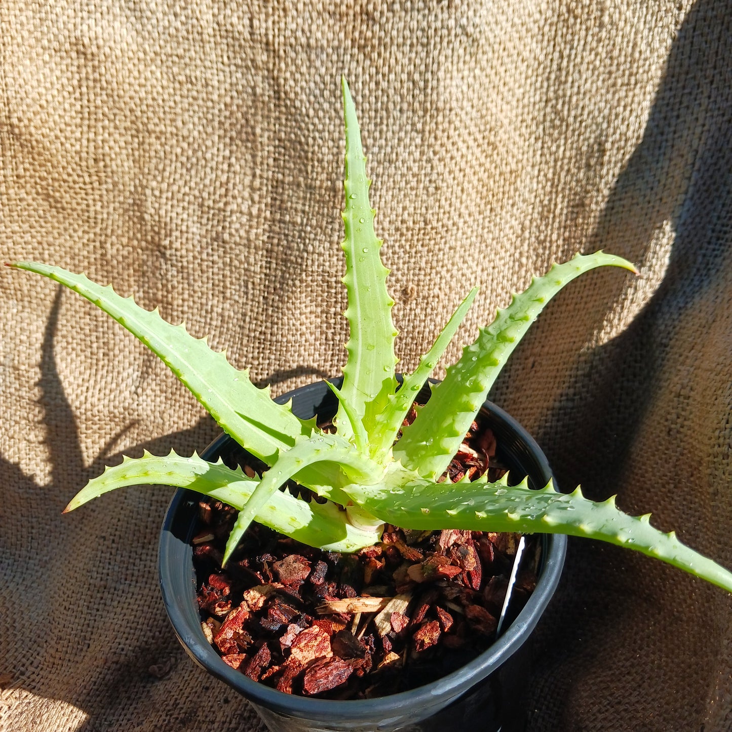 Aloe arborescens 'Variegata' - 1ga