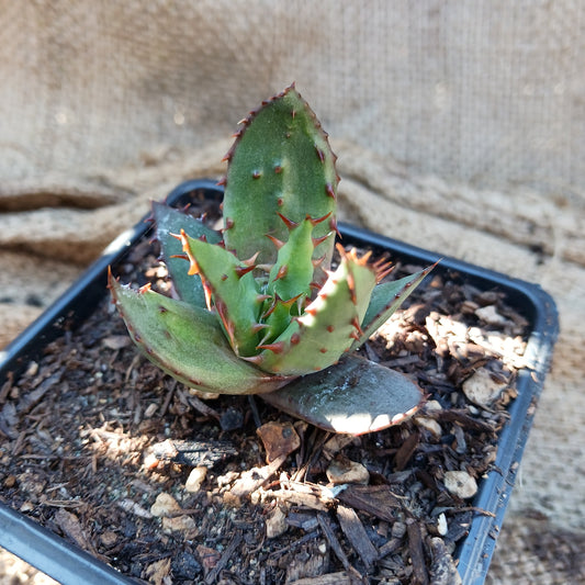 Aloe broomii - 3in