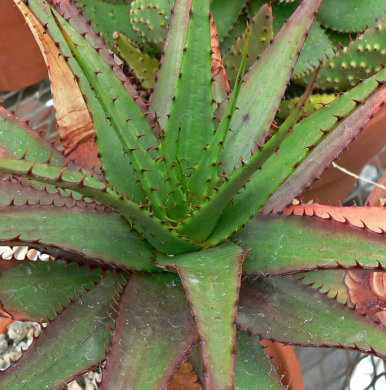 Aloe broomii - 4in