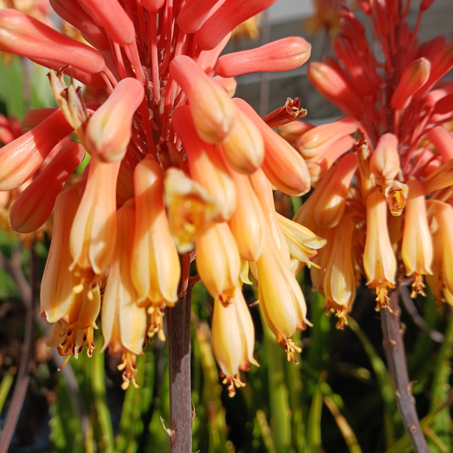 Aloe camperi "Cornuta" - 4in