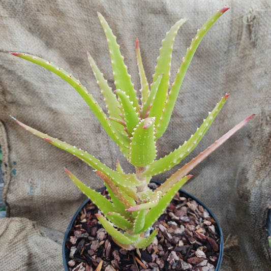 Young Aloe dawei in 2ga container