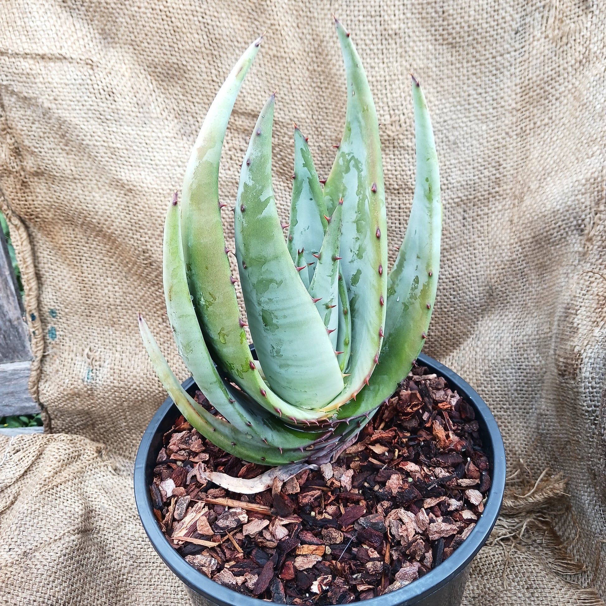 Aloe petricola in 2ga nursery pot