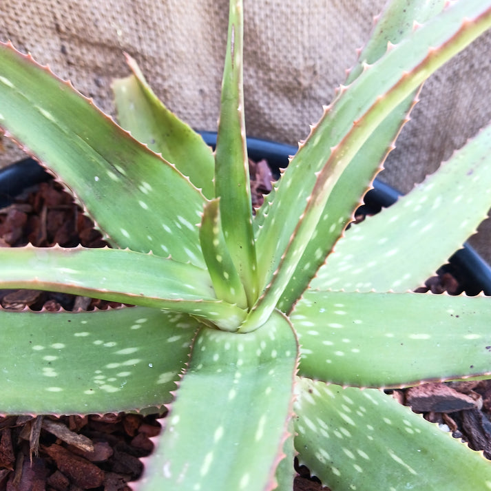Aloe rooikappie - 5ga – dryoasisplants