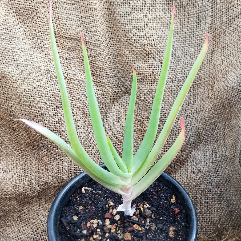 A young Aloe speciosa in a 1 ga nursery pot