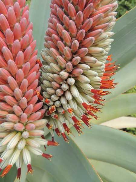 Aloe speciosa flower close up view