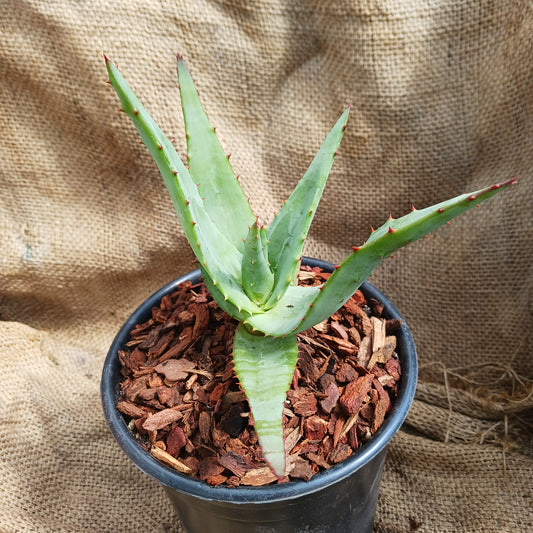 Aloe thraskii x ferox - 1ga