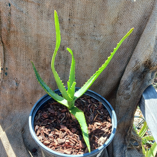 Aloe camperi - 2ga