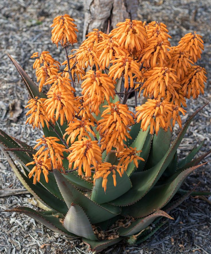 Aloe Chabaudii "Orange Burst" - 4in