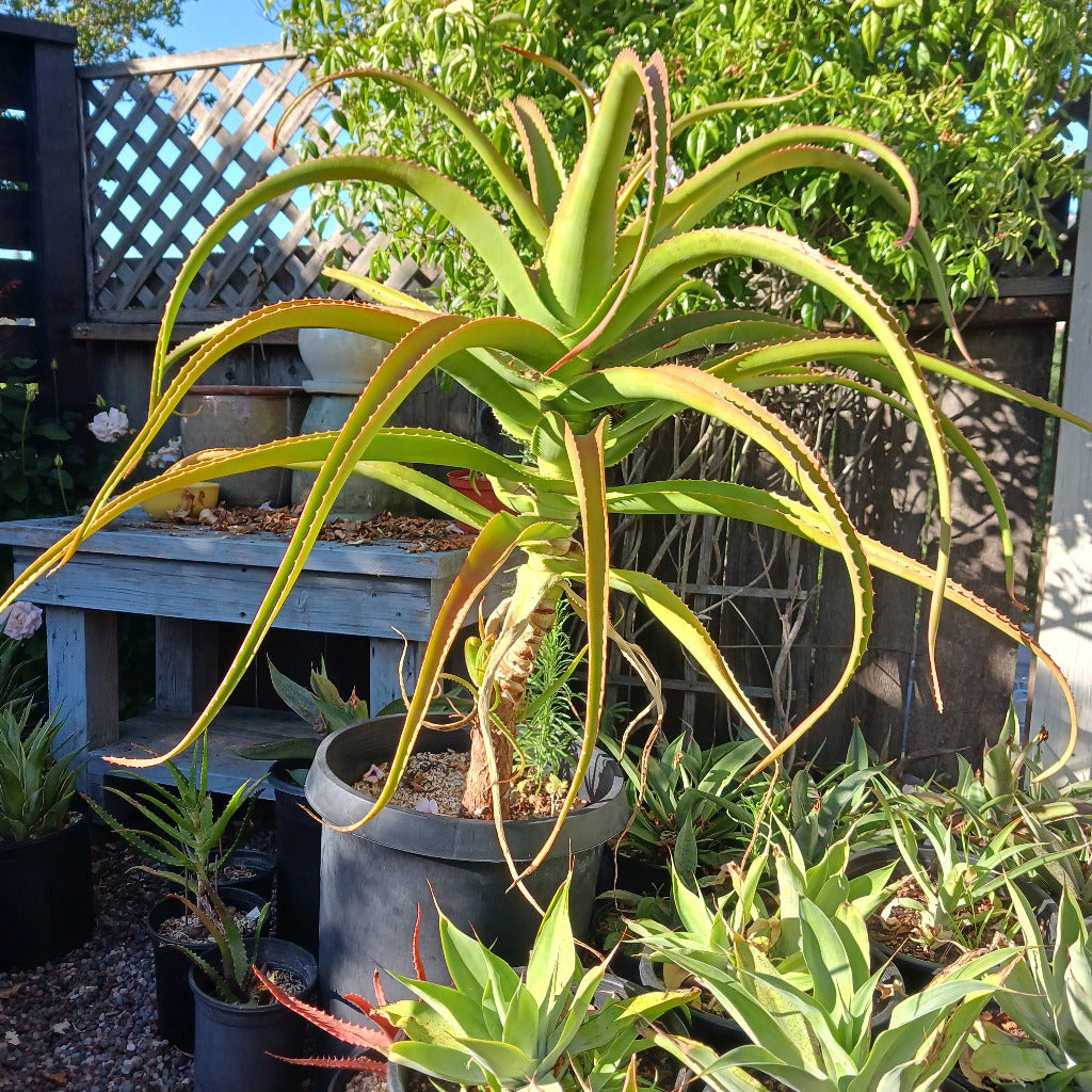 Aloe helenae in a 15 ga nursery container