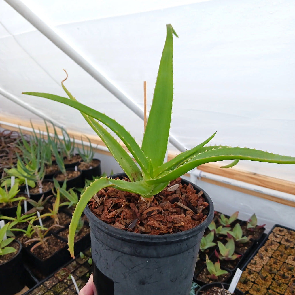 Aloe helenae in 1ga nursery pot
