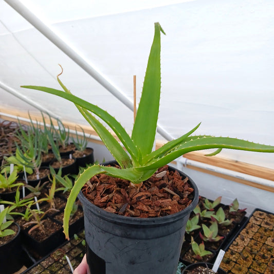 Aloe helenae in 1ga nursery pot