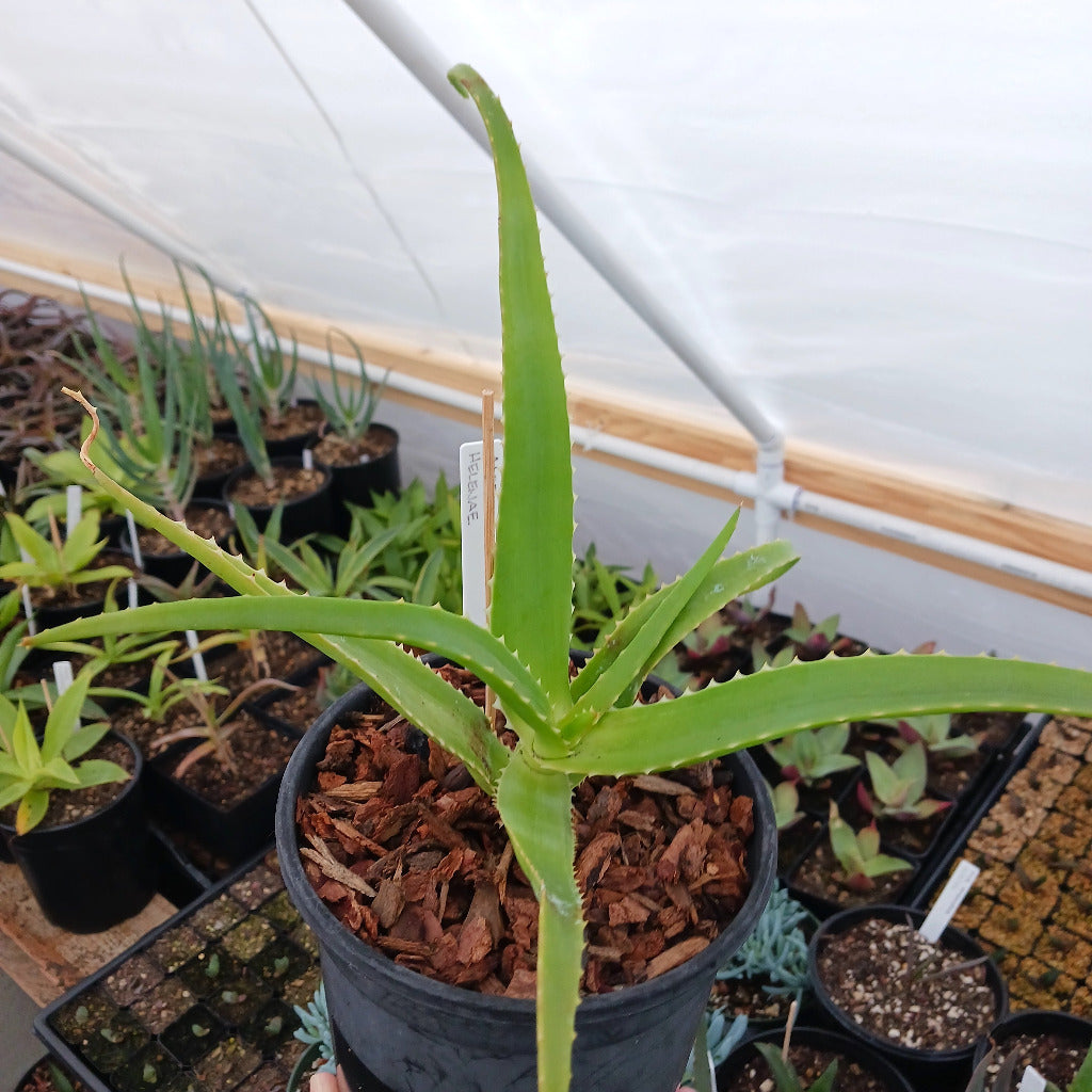 Aloe helenae in 1ga nursery pot