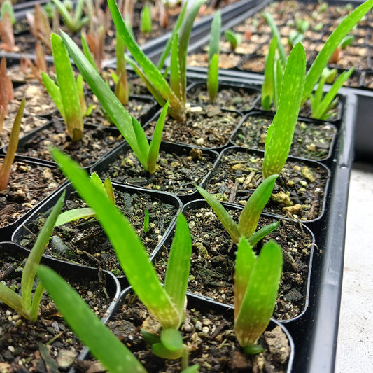 Aloe kedongensis - 2 inch