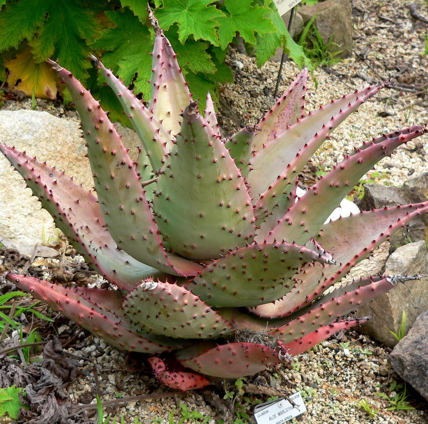 Aloe marlothii in landscape