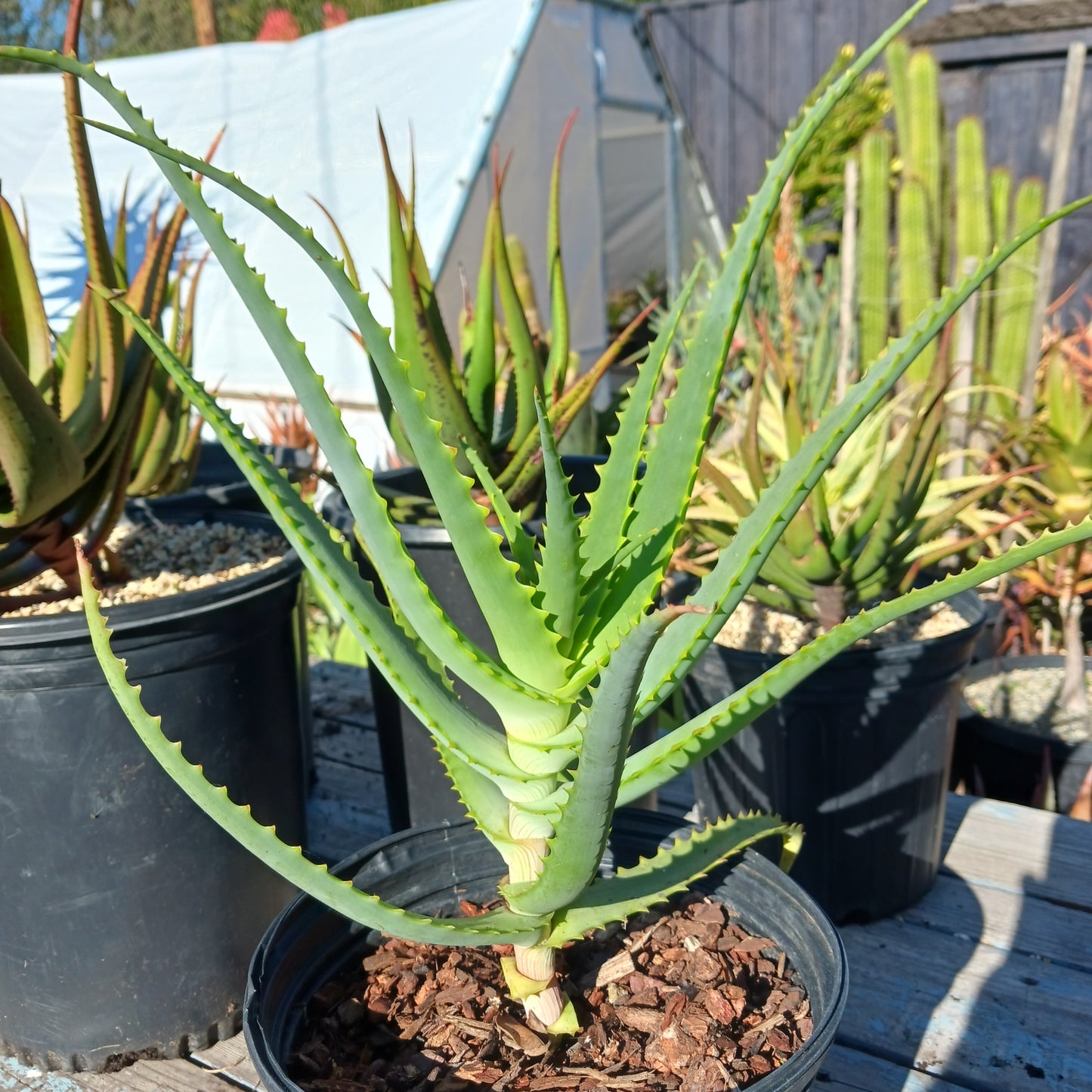 Aloe mutabilis in a 2ga nursery container