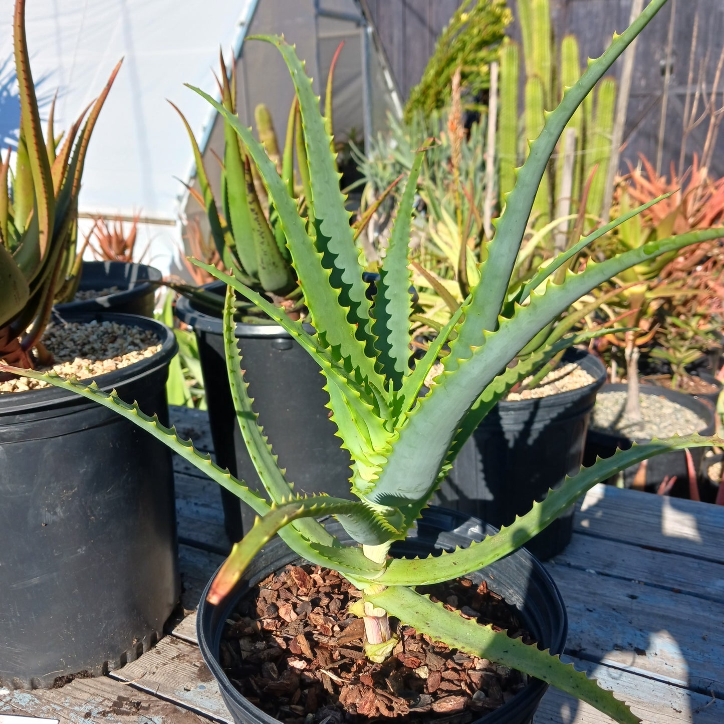 Aloe mutabilis in a 2ga nursery container