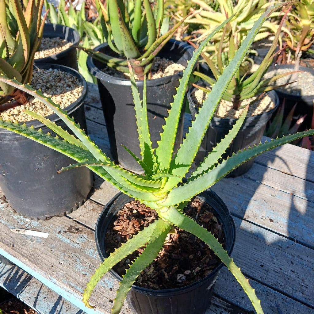 Aloe mutabilis in a 2ga nursery container