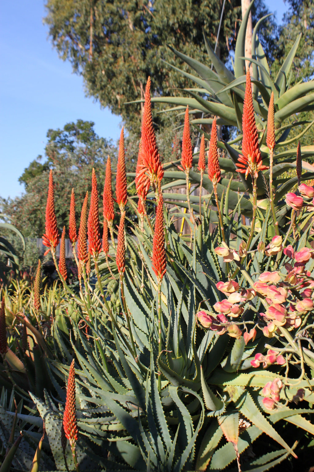 Aloe mutabilis in flower