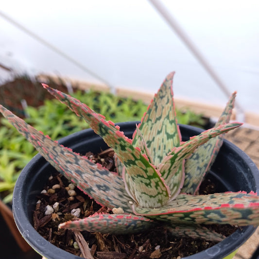 Aloe "Pink Blush"