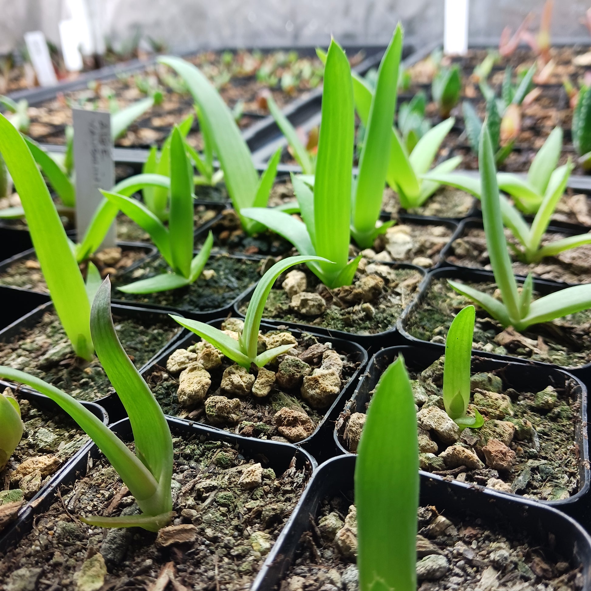 several Aloe vanbalenii seedlings in 2in containers
