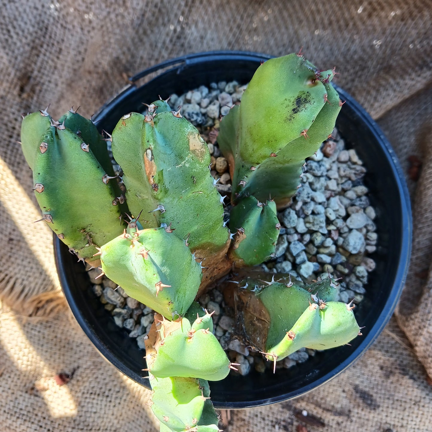 Euphorbia resinifera - 1ga