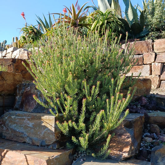 Leucadendron "Jubilee Crown"